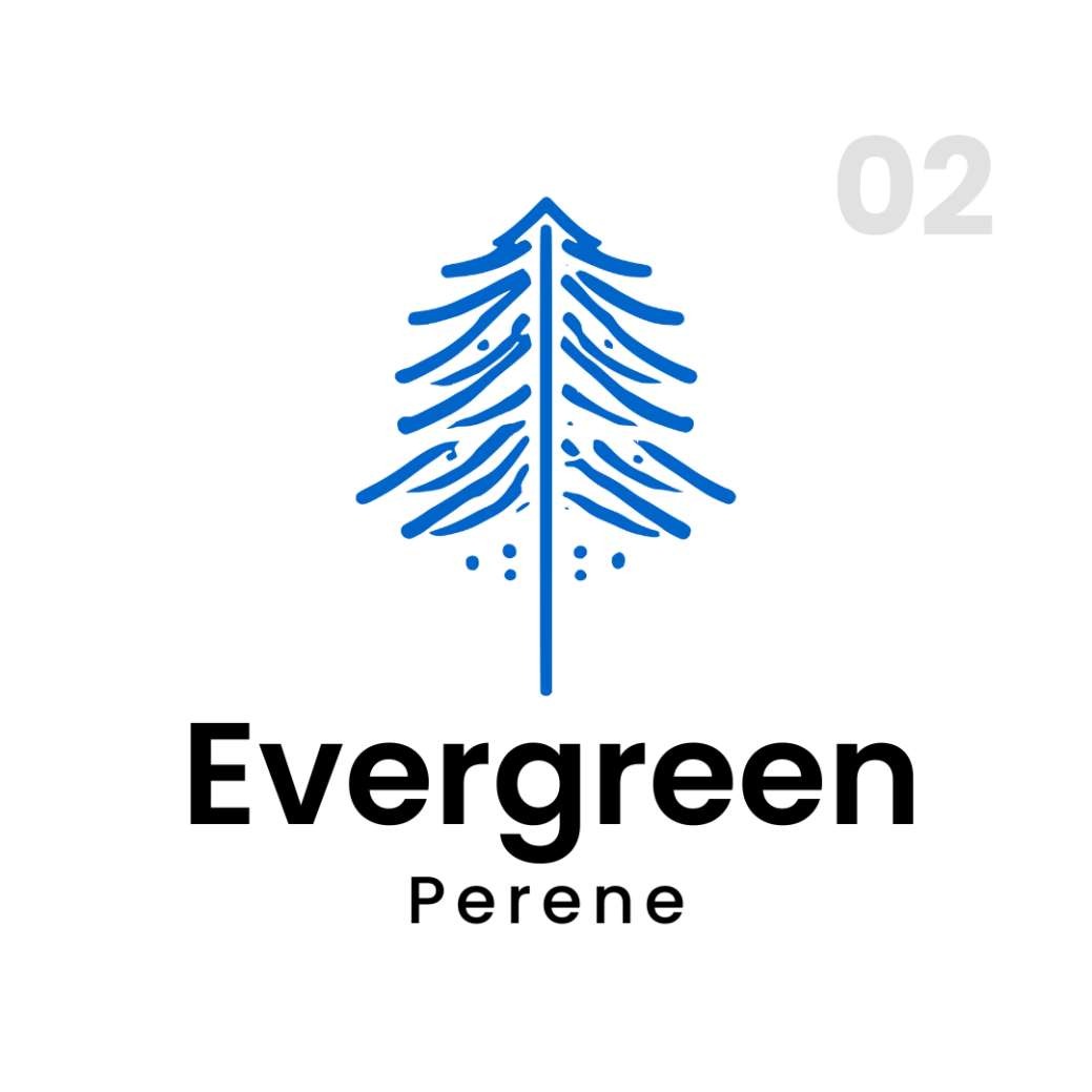 Evergreen / Perene